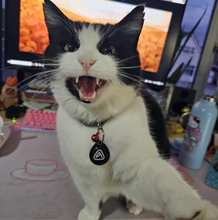 Oreo The Cat