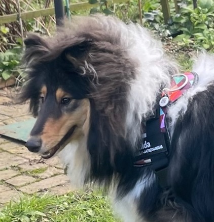 George Apexia Pet User